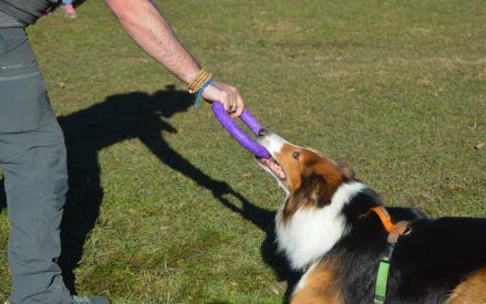 Dog puller italia e’ finalmente realta’