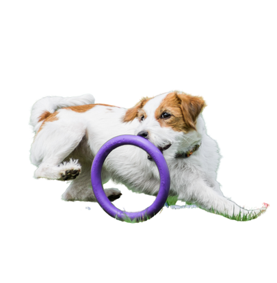 athlete-1dog