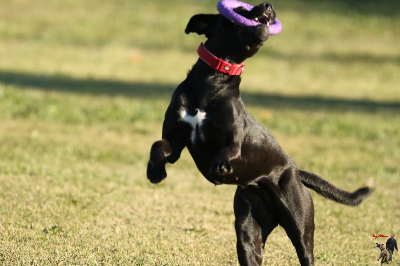 DogPuller-0059
