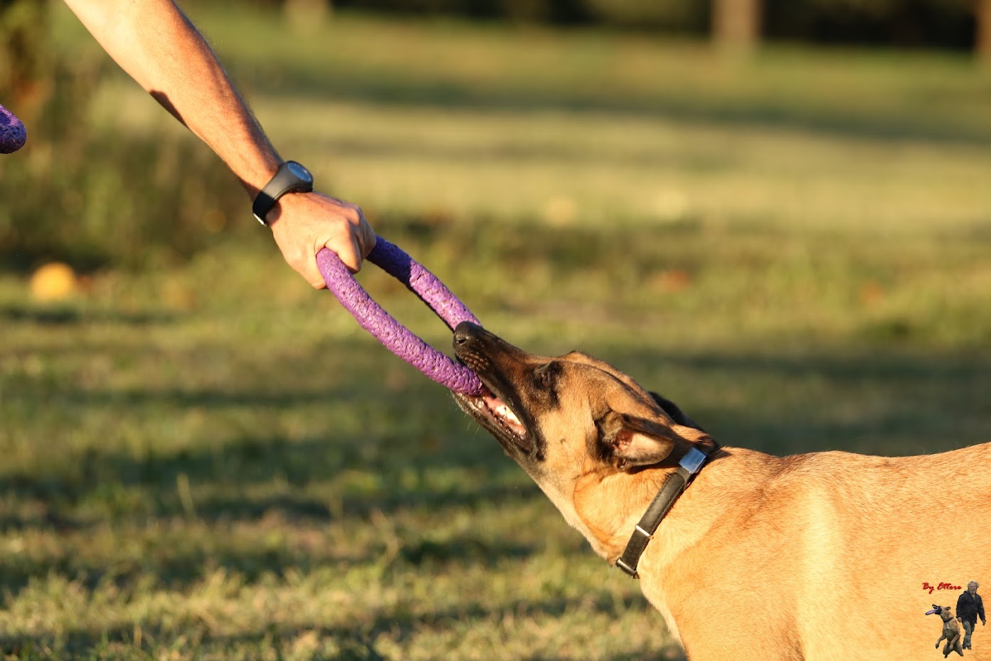 DogPuller-0222