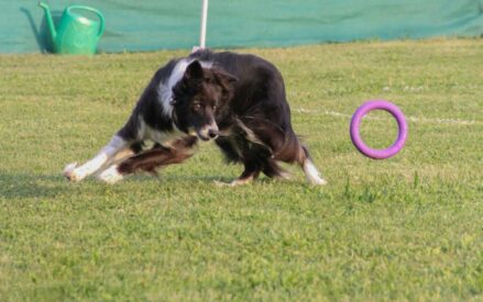 GARA DOG PULLER – 8 novembre 2025 – Dog Academy Italia – Buguggiate (va)